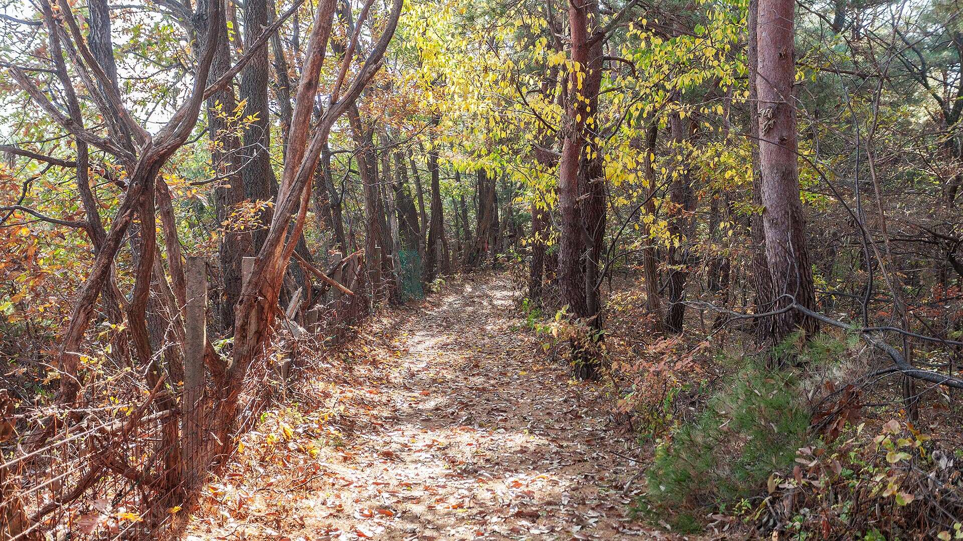 해파랑길 37코스