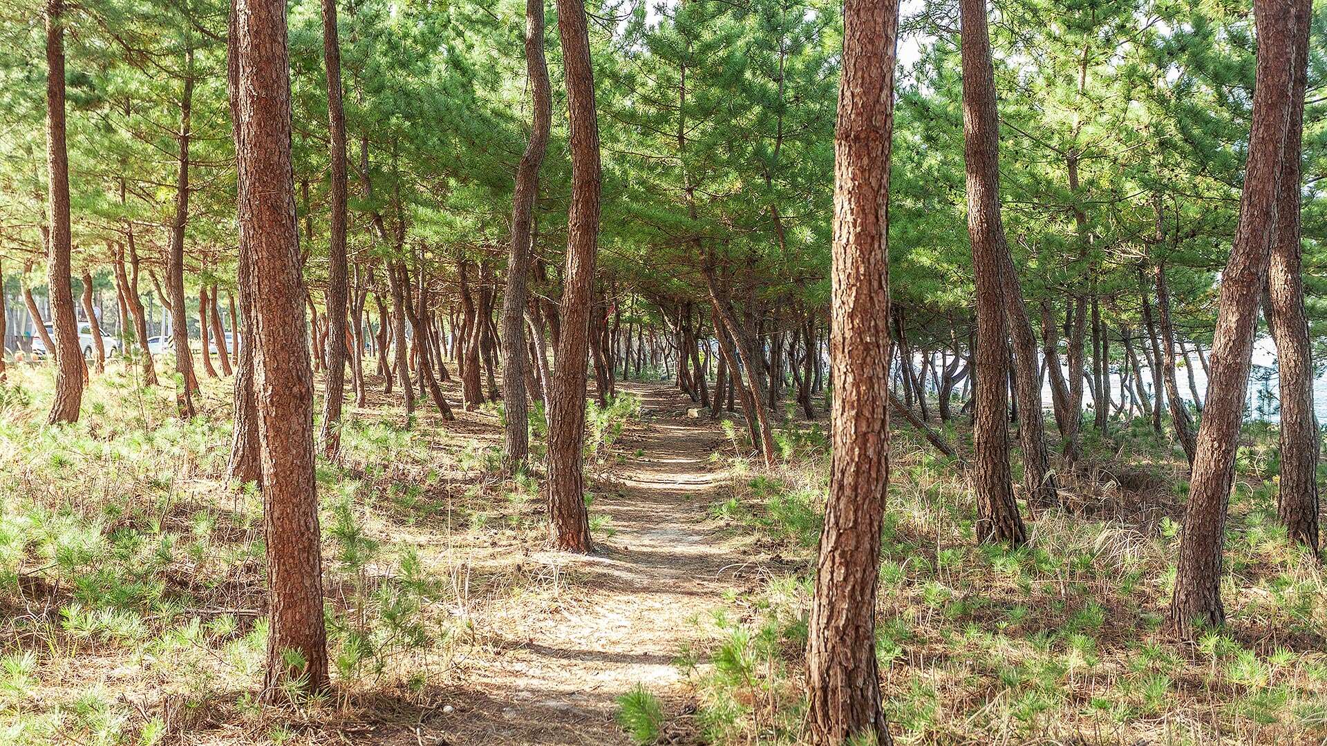 해파랑길 39코스