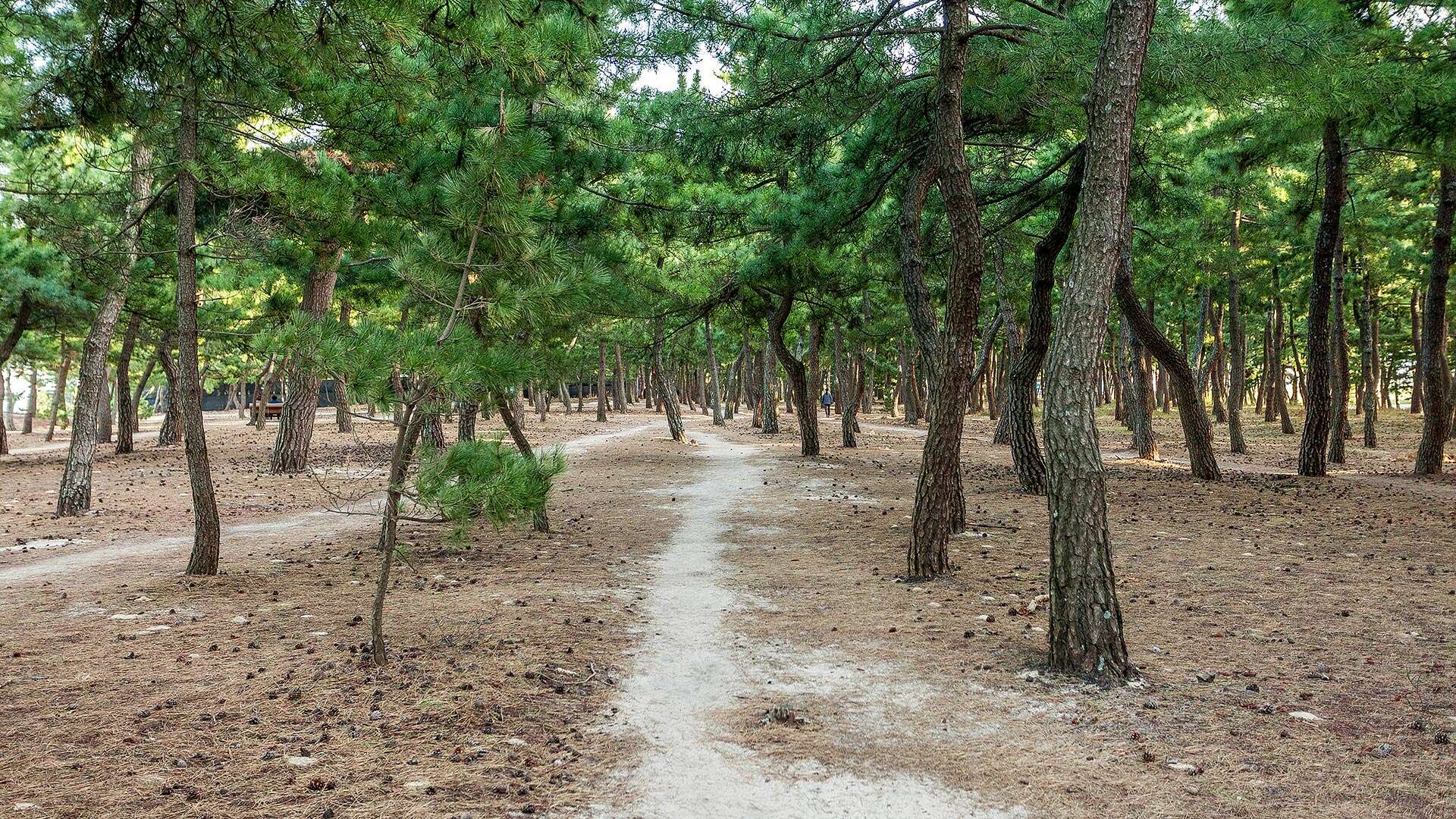 해파랑길 39코스