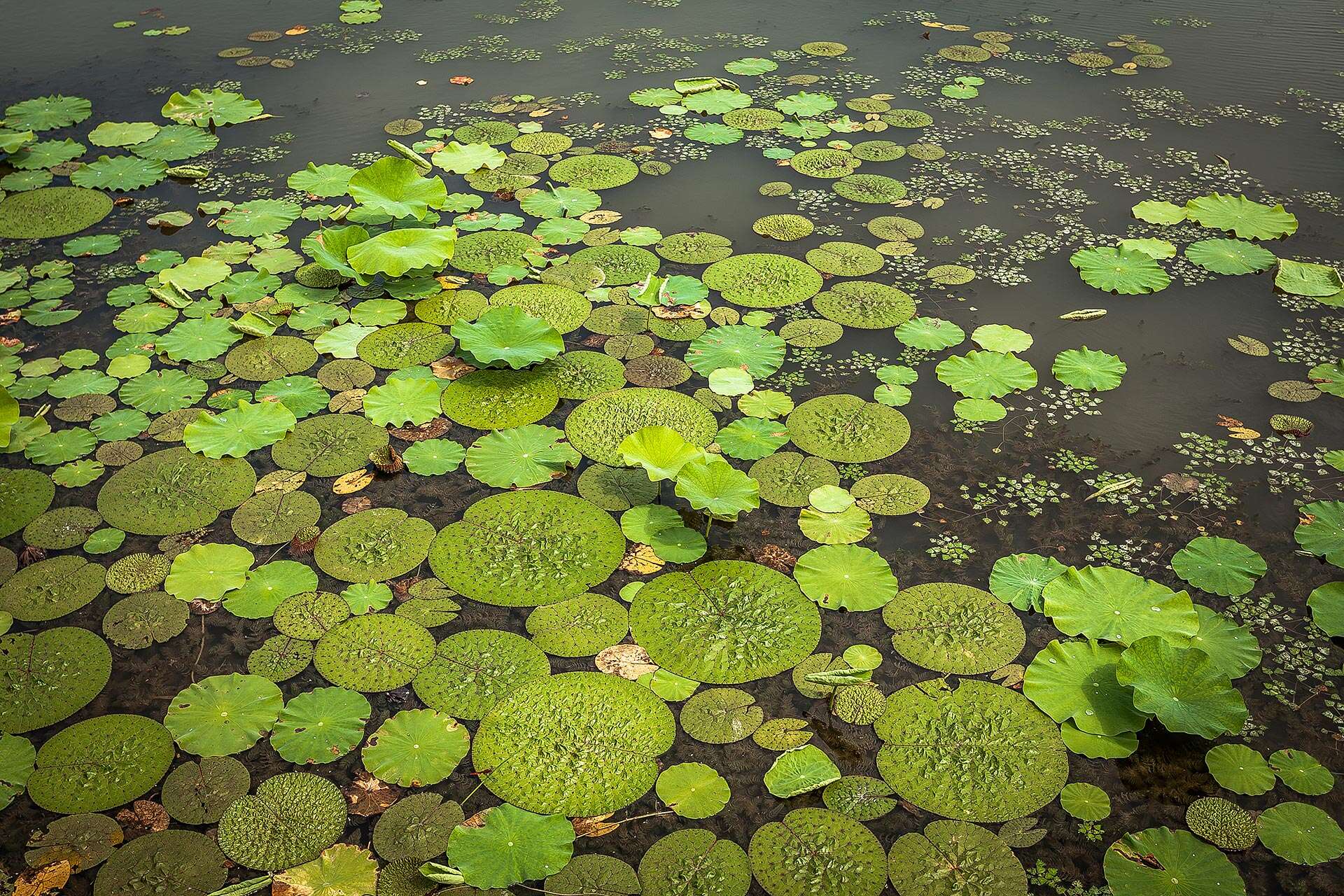 경포가시연습지