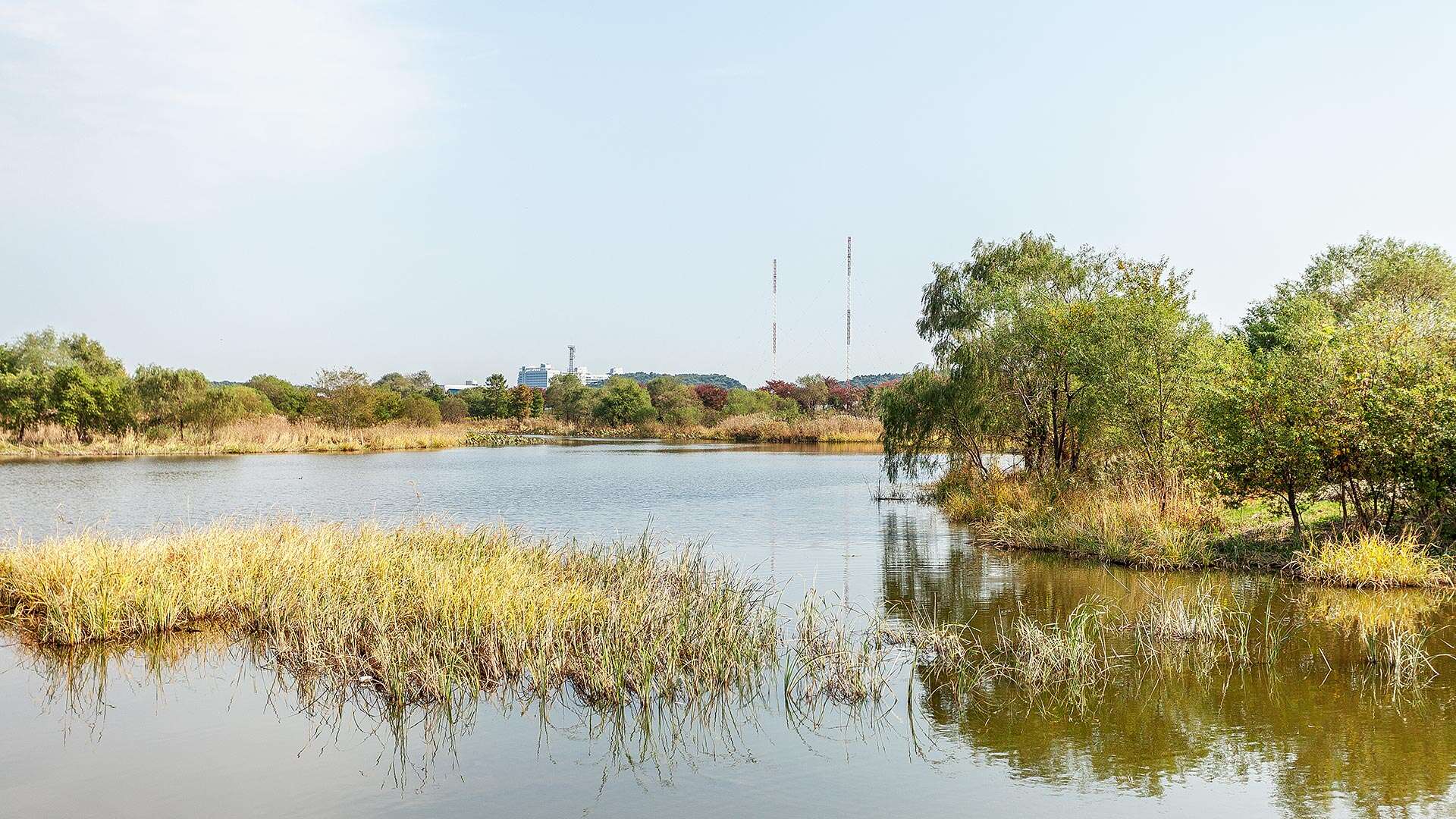 경포가시연습지