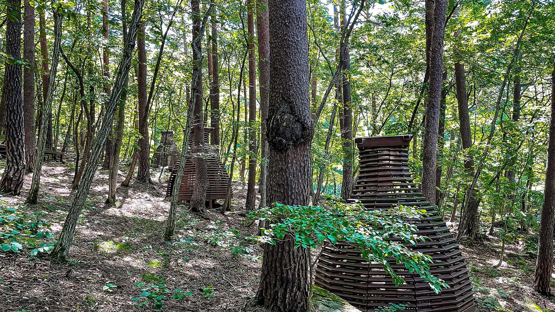 국립 대관령 치유의 숲