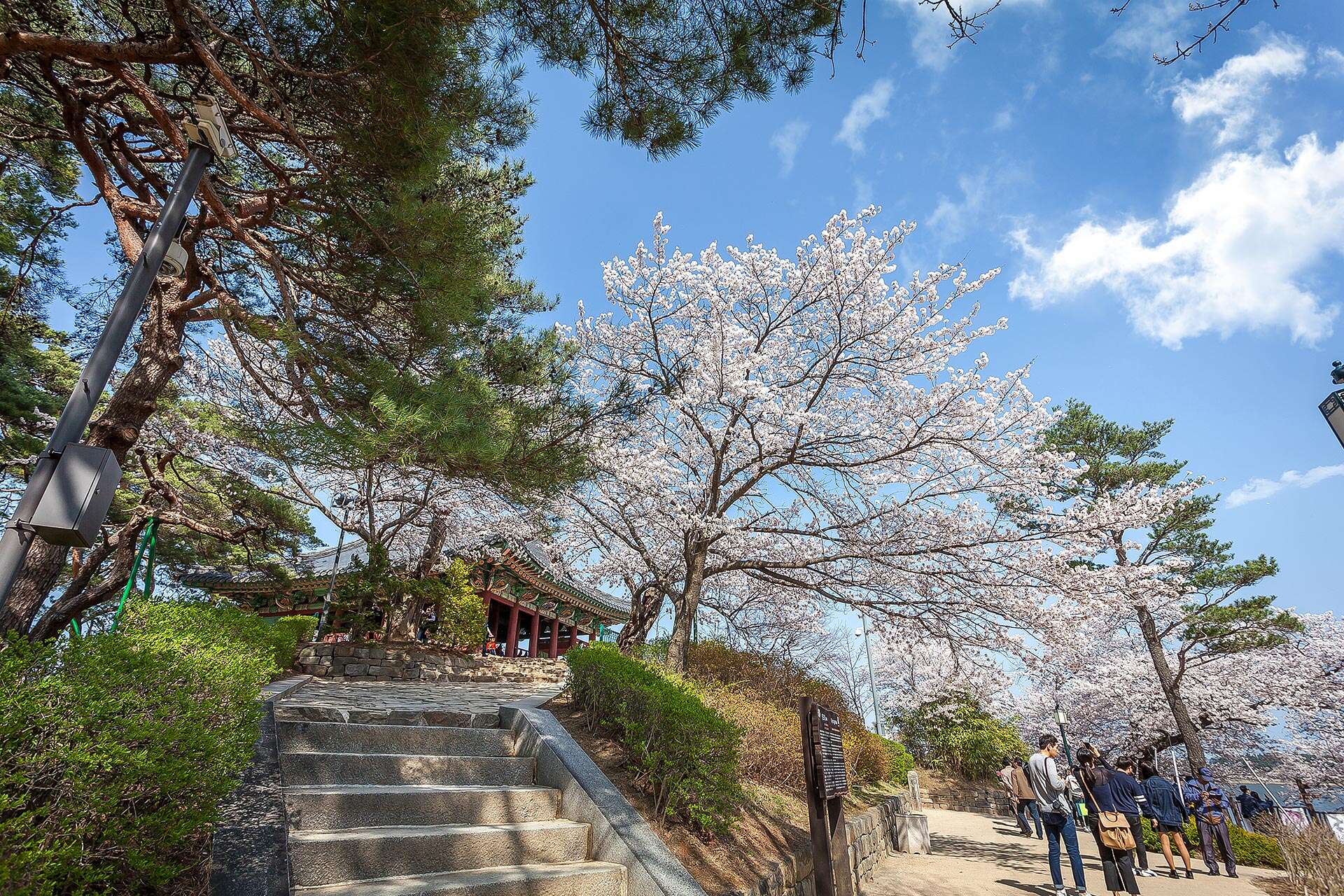 Gyeongpo cherry blossoms festival