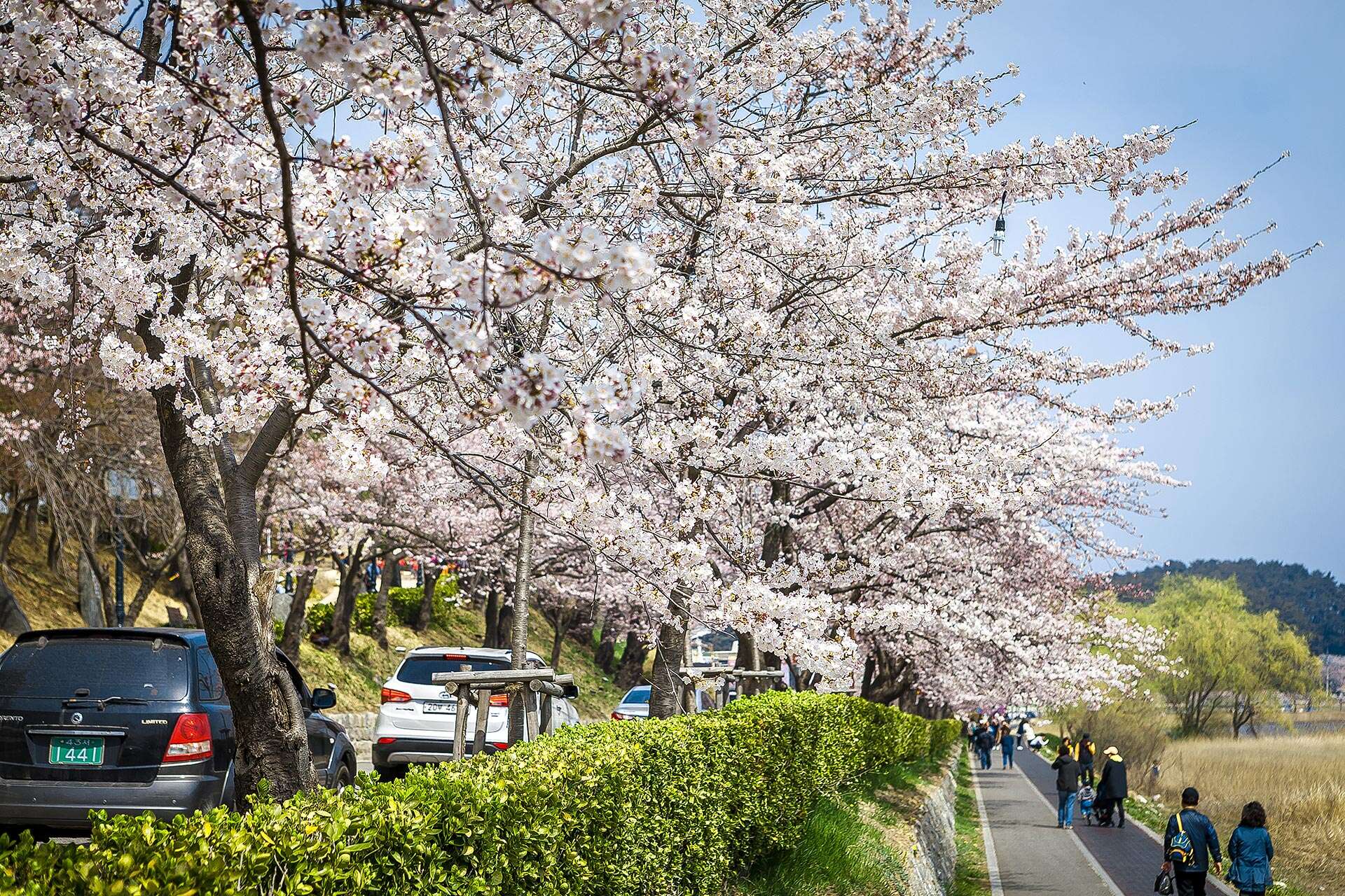 Gyeongpo cherry blossoms festival