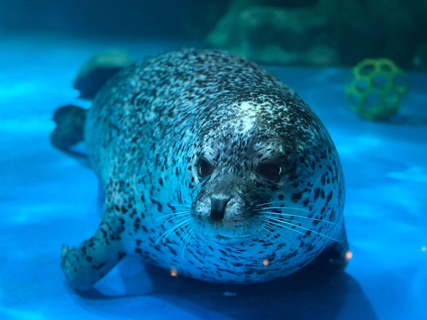 경포아쿠아리움