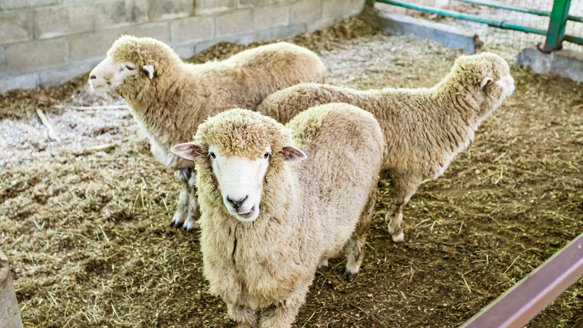 대관령아기동물농장