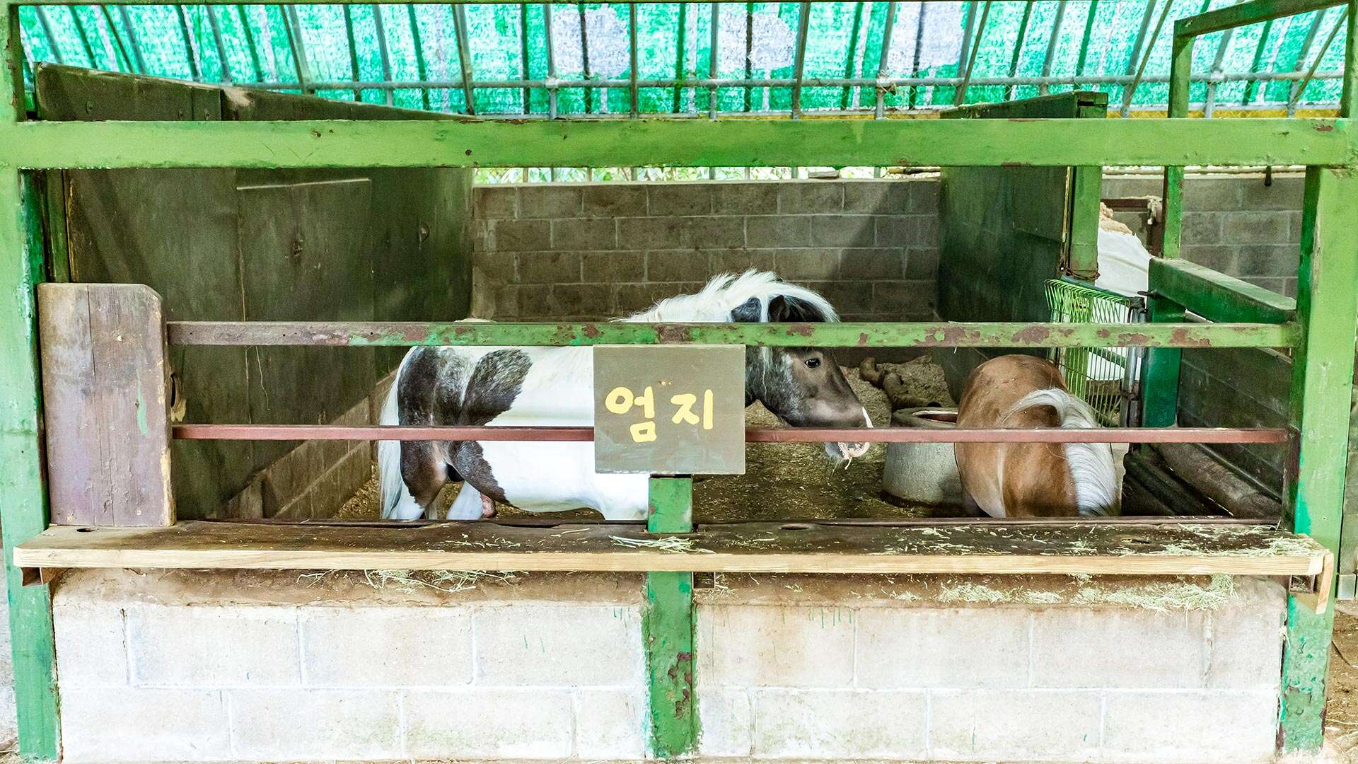 대관령아기동물농장