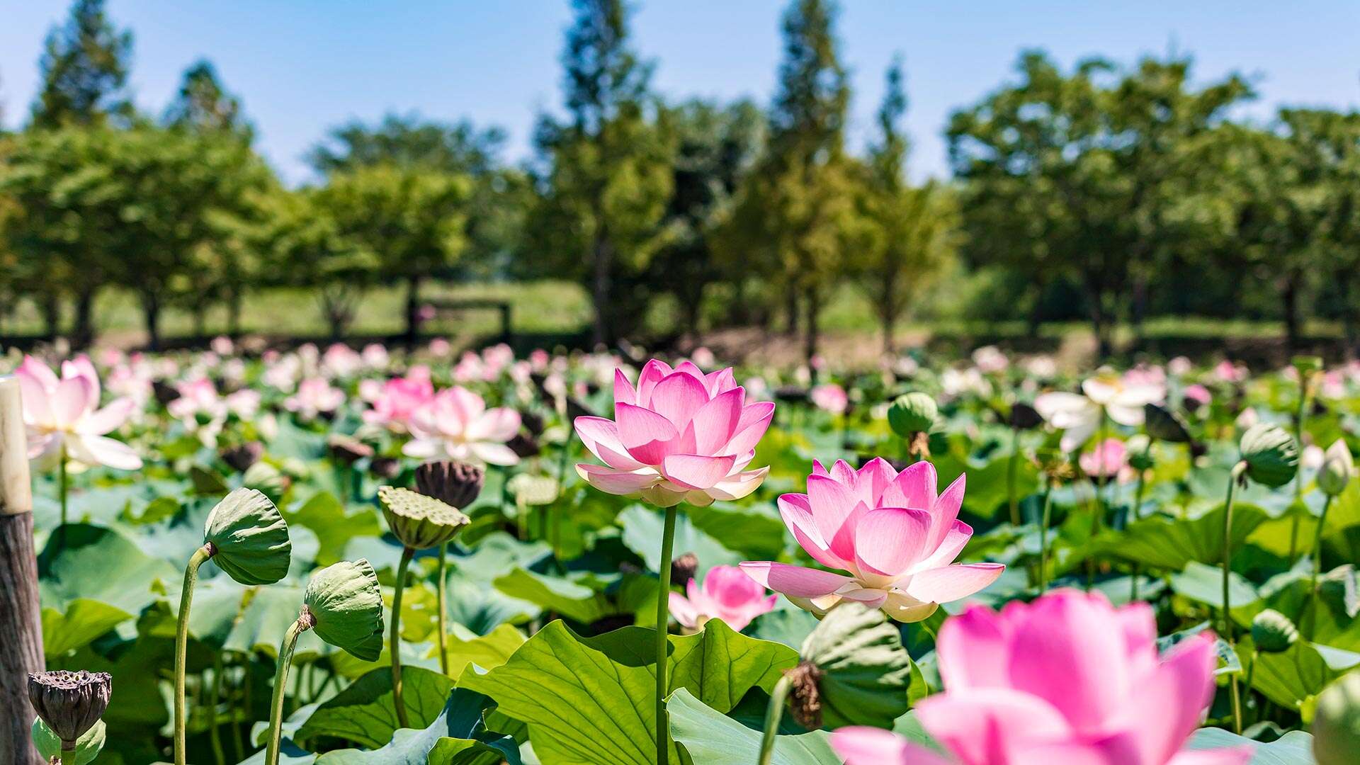 경포가시연습지