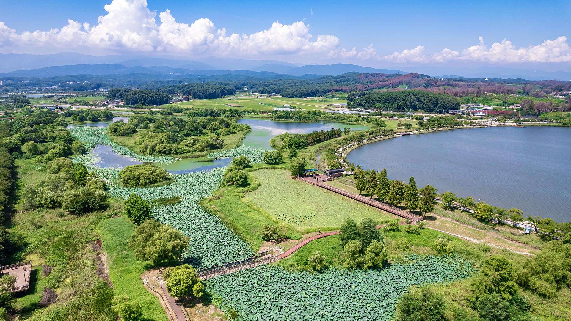 경포가시연습지