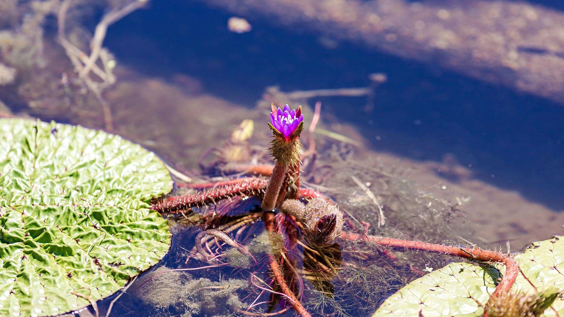 경포가시연습지