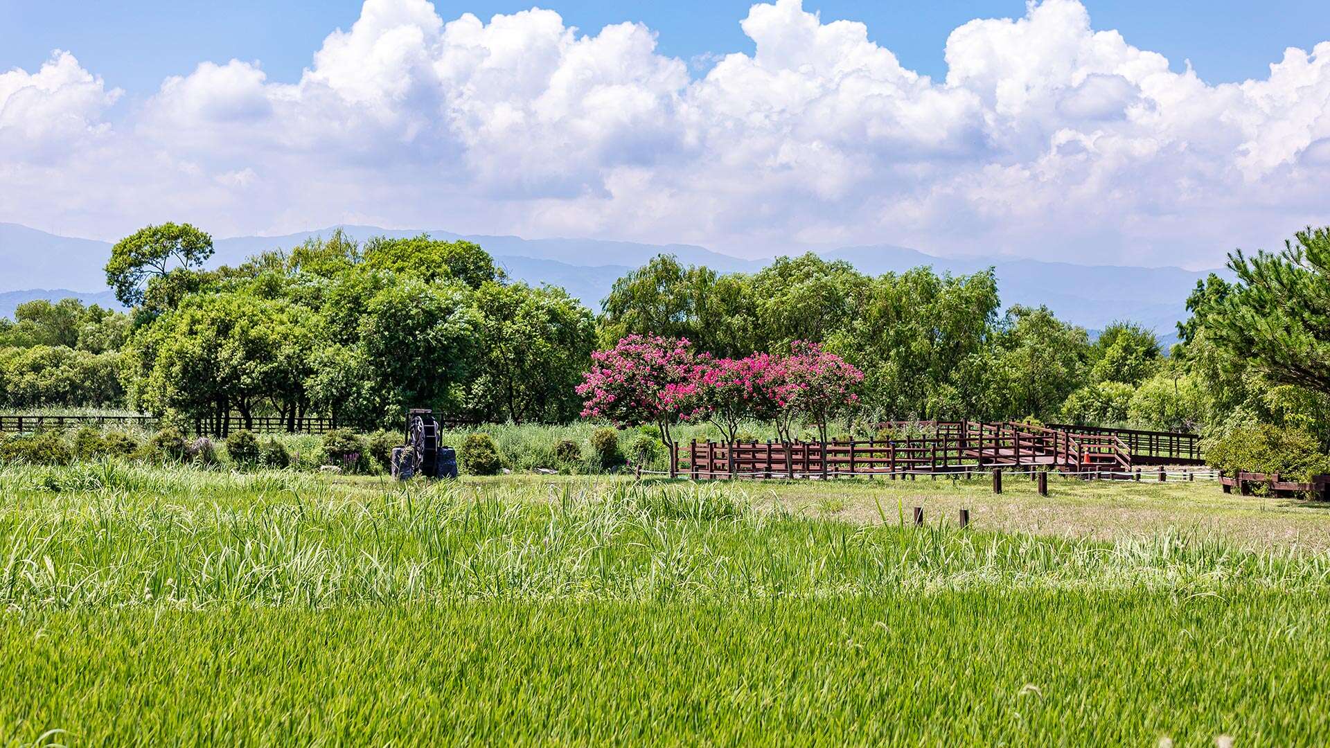 경포가시연습지