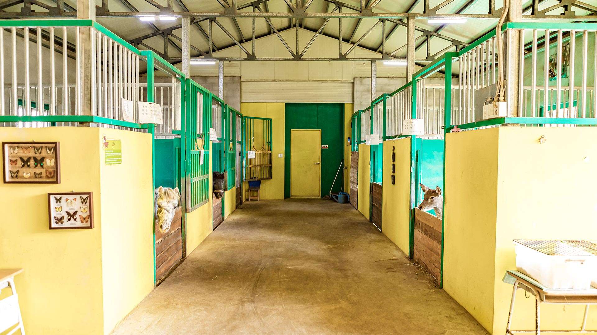 강릉아기동물농장