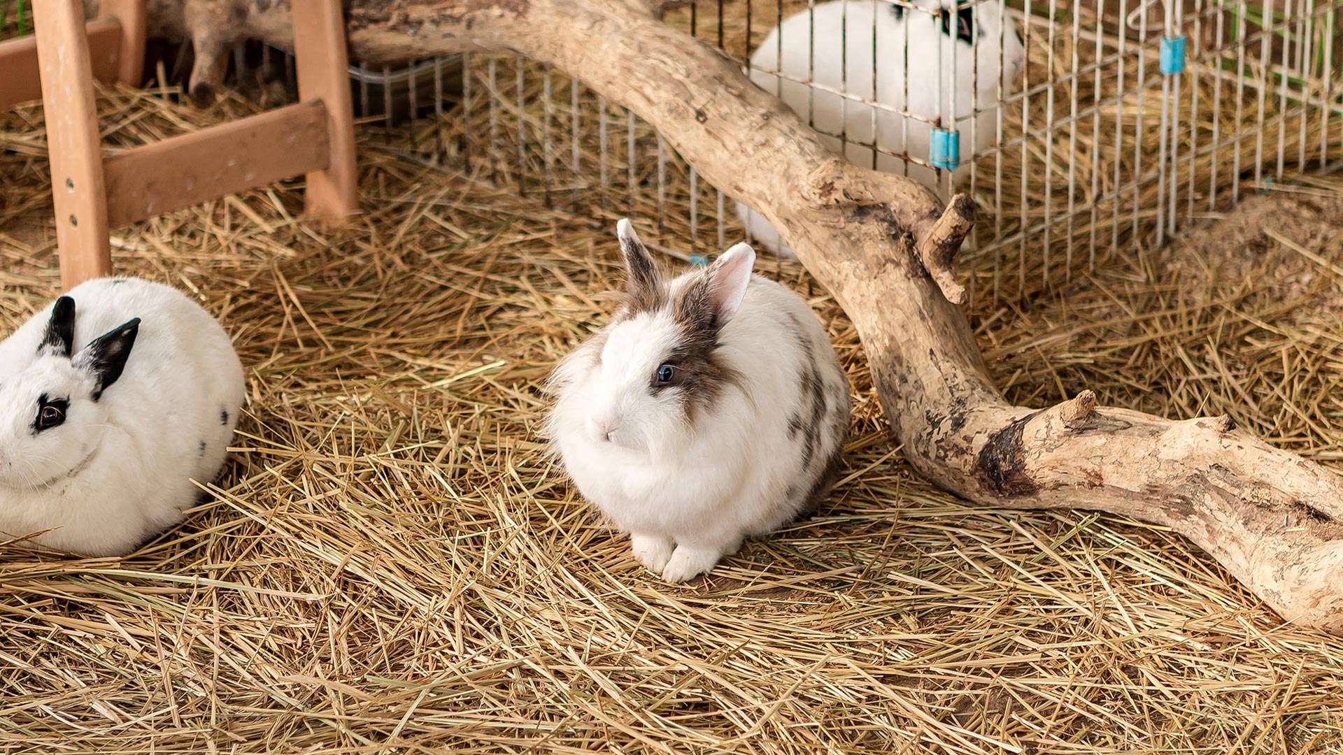 강릉아기동물농장