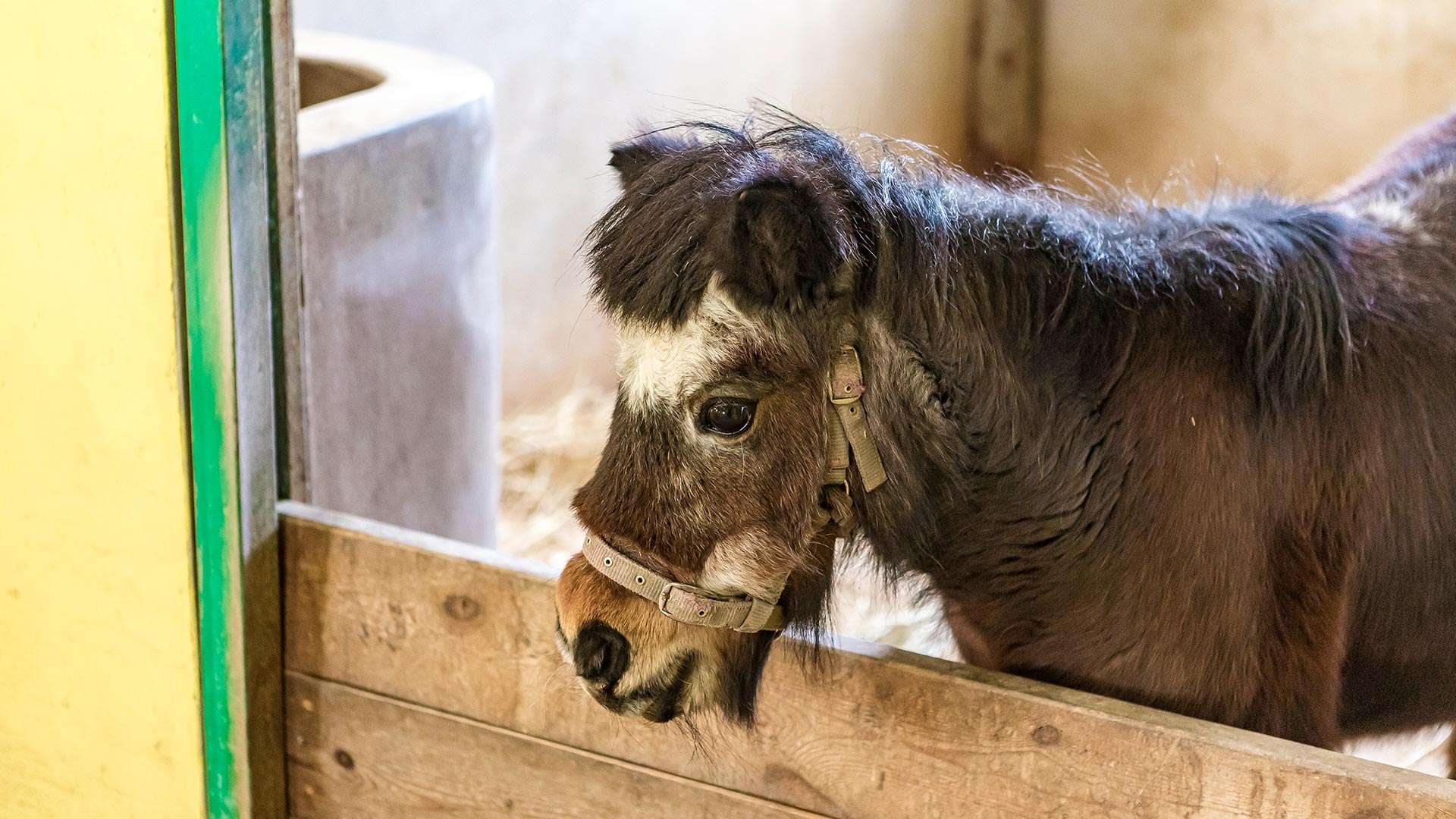 강릉아기동물농장