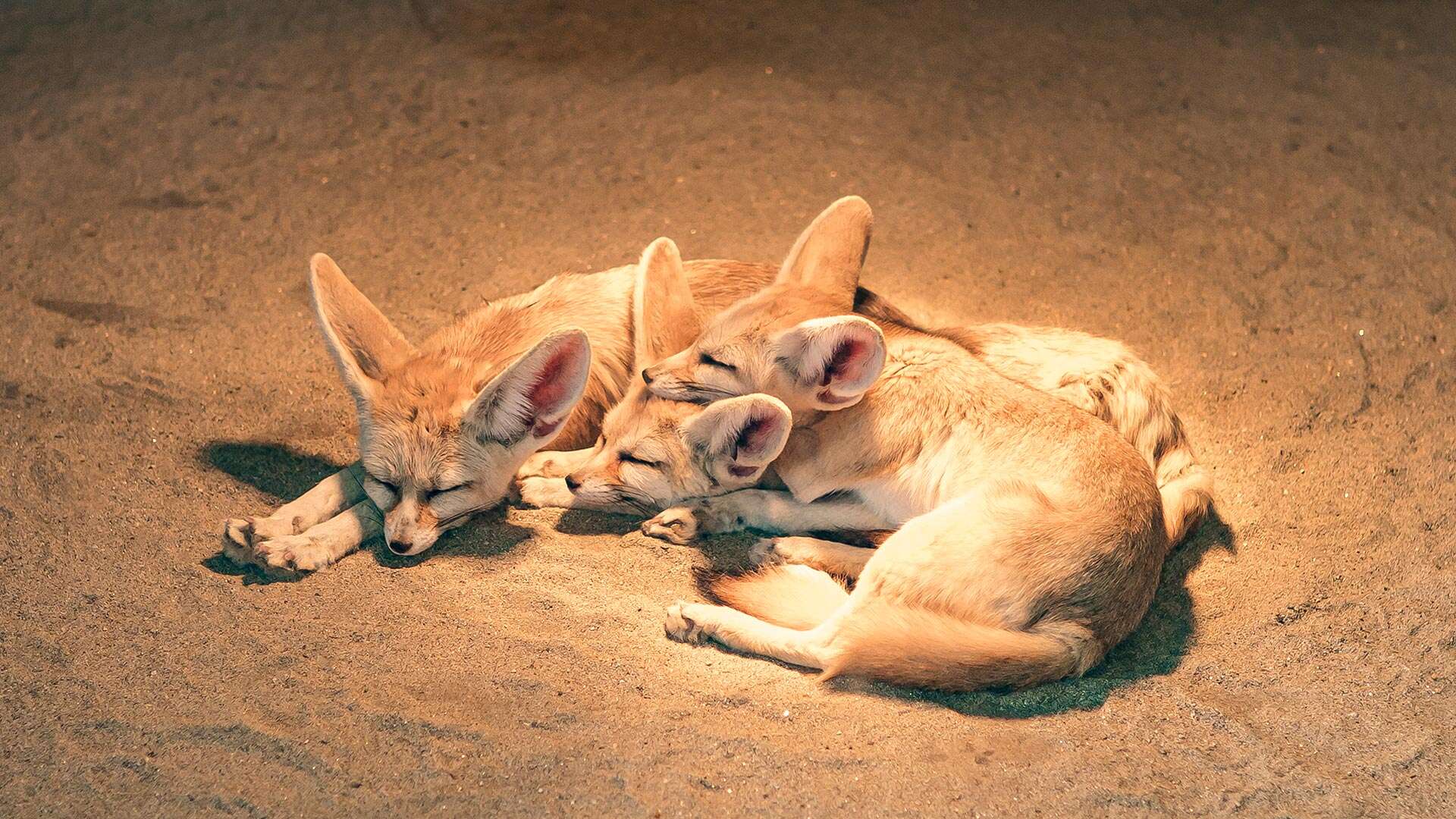 강릉쌍둥이동물농장