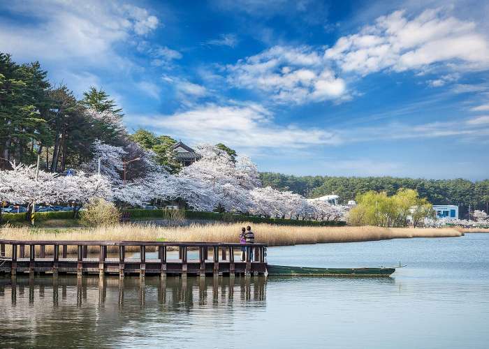 Gyeongpo cherry blossoms festival