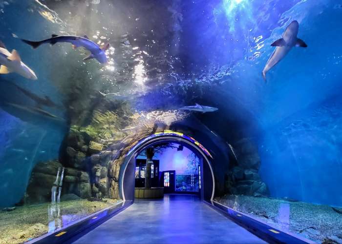 경포아쿠아리움