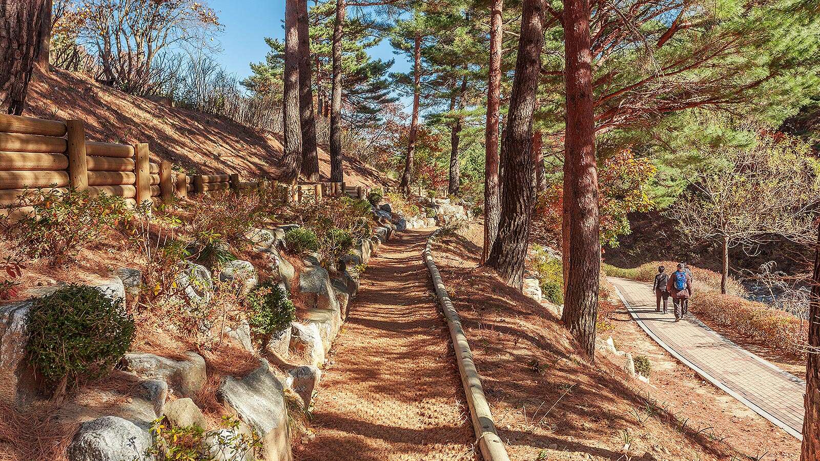 Gangneung Solhyang Arboretum Trail 02 With Autumn Leaves's Night is<br>More Beautiful Than Its Day