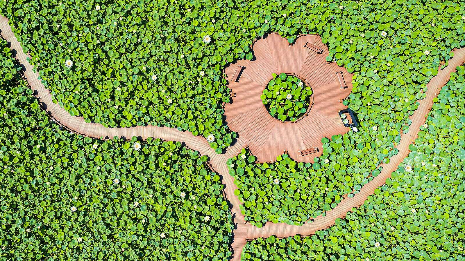 상공에서 보이는 연꽃이 핀 경포가시연습지