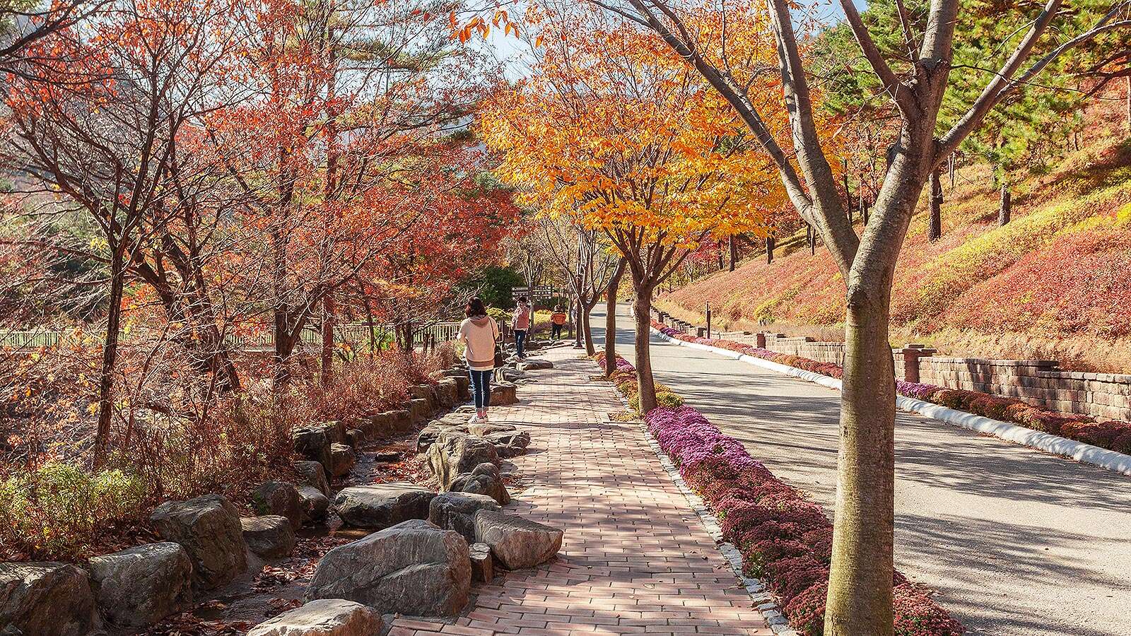 단풍이 든 강릉솔향수목원 산책로 01