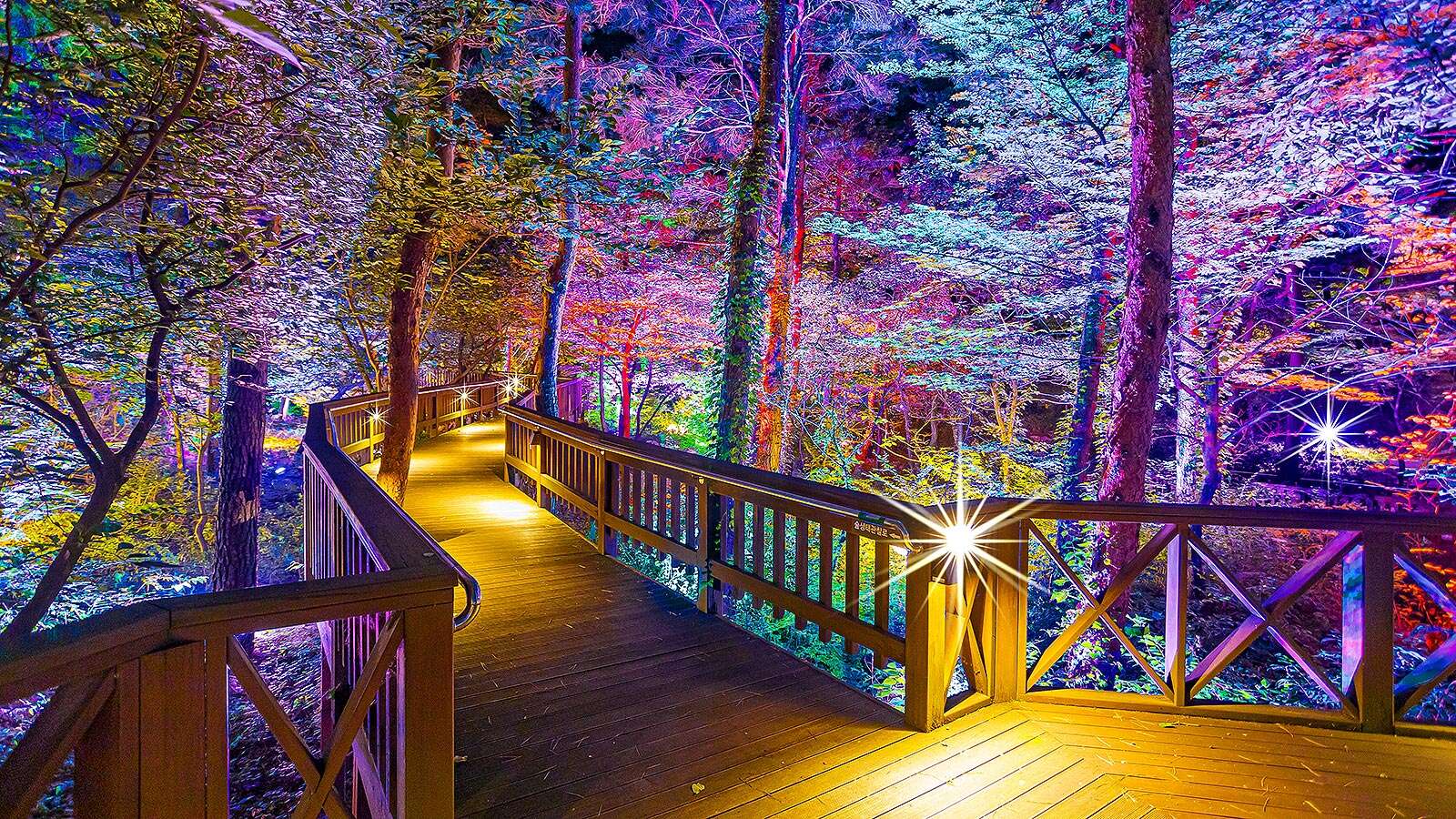 Gangneung Solhyang Arboretum Forest Ecological Observation Road with Night Lights 03's Night is<br>More Beautiful Than Its Day