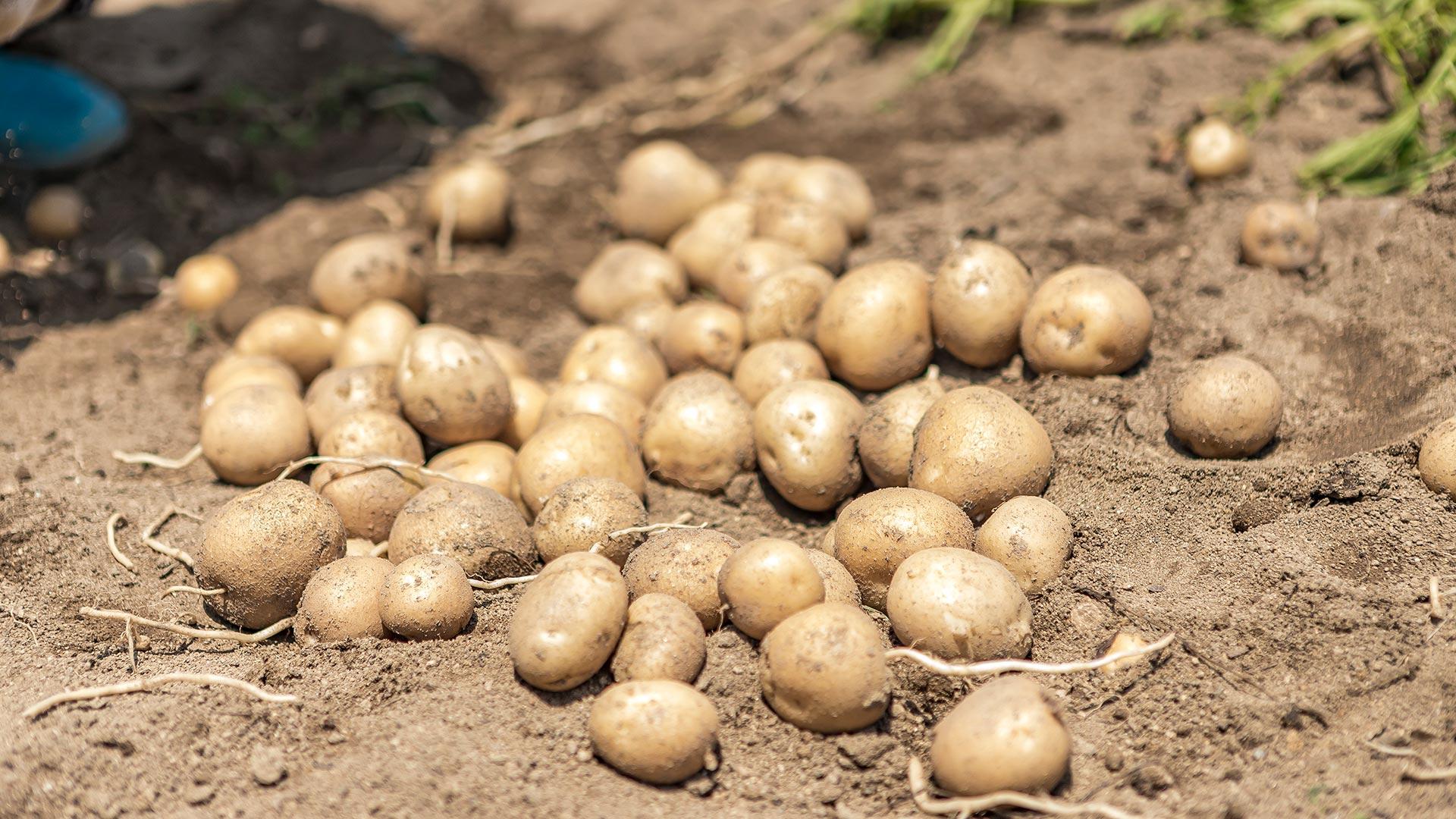 Potato field in Byeongsanongsim Village