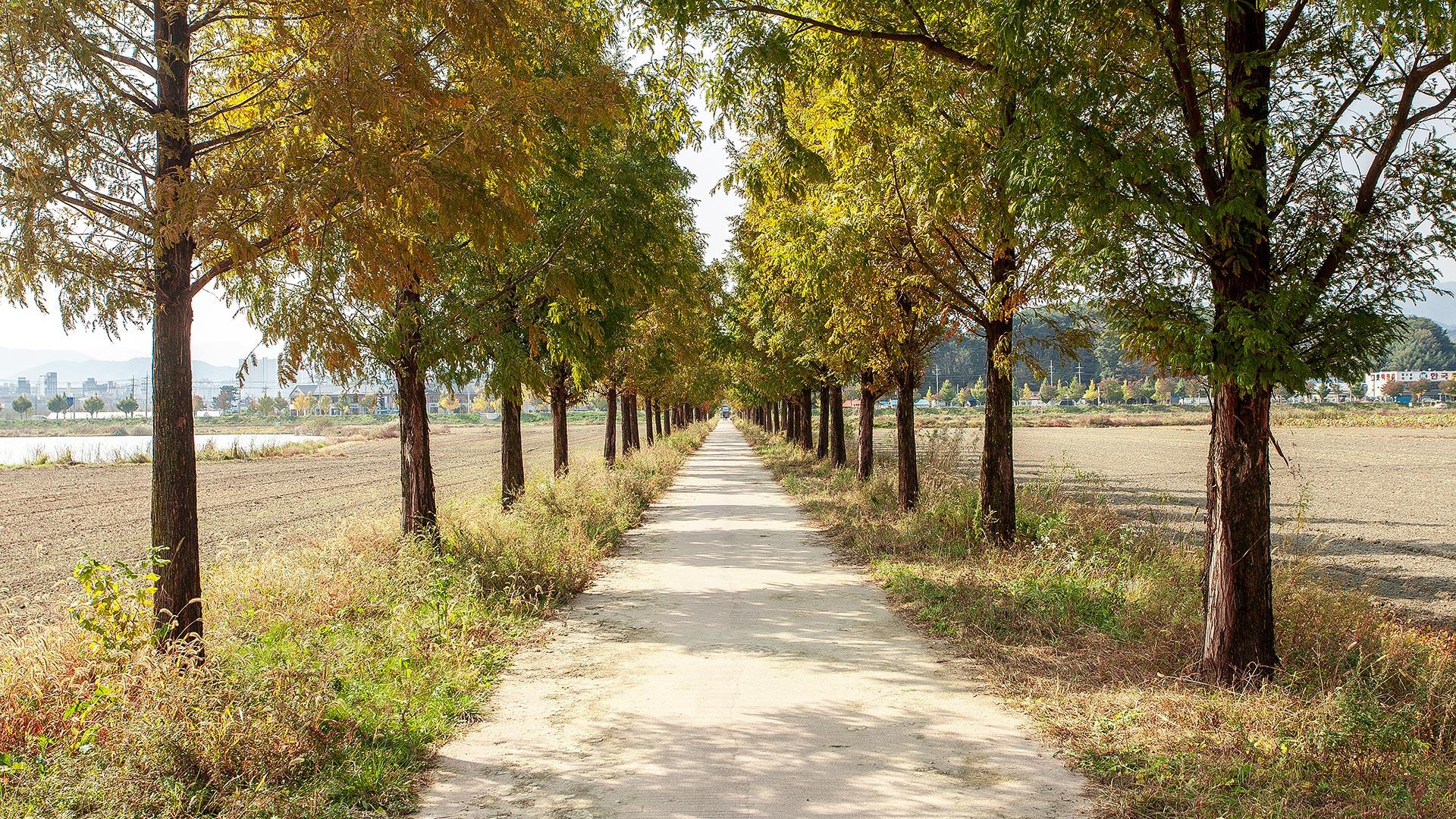 Gyeongpo Ecological Reservoir Metasequoia Road 01